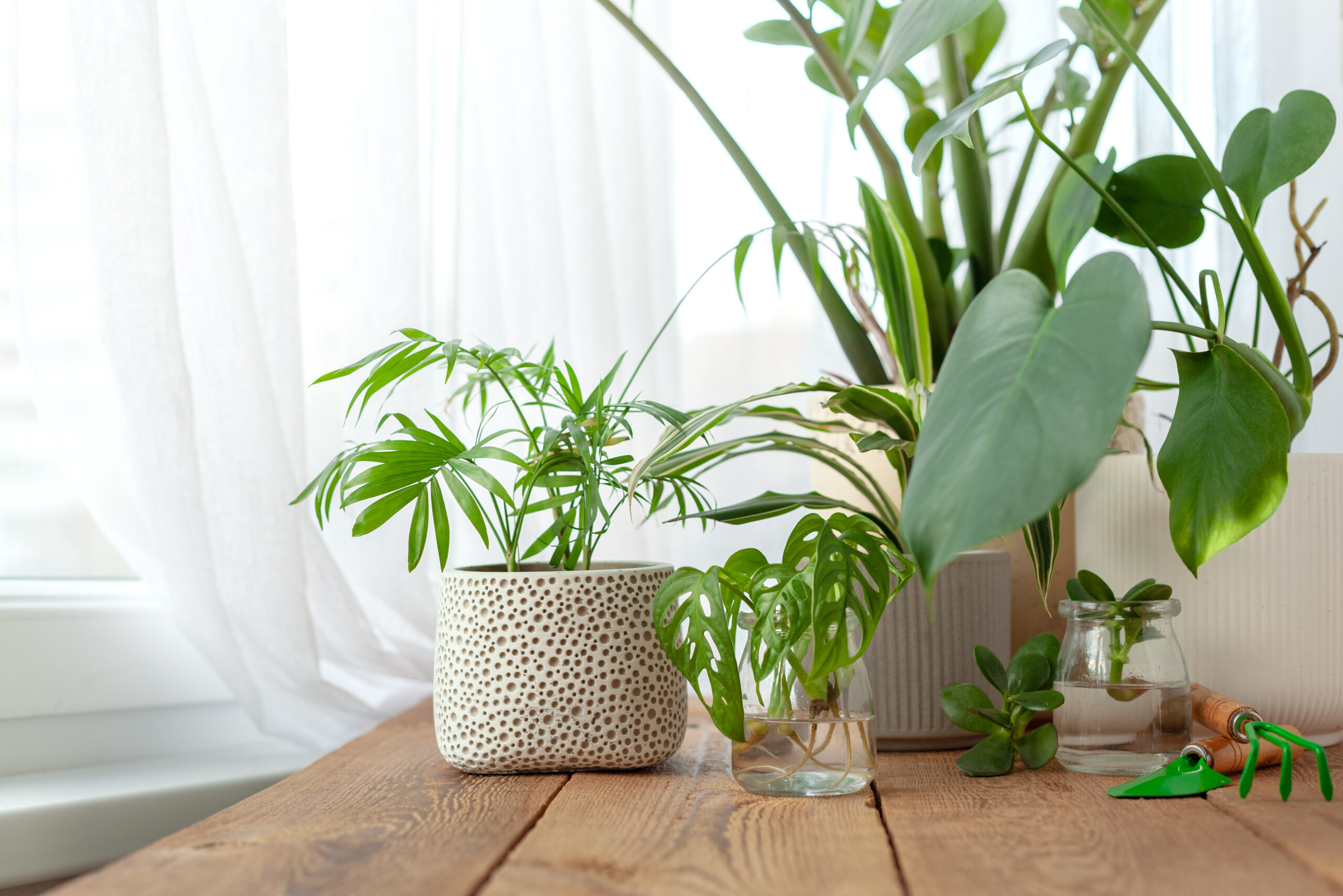 How To Purify Your Home’s Air Naturally