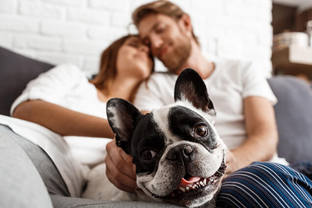 couple-couch-dog-air-comfort